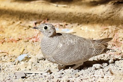 Pterocles lichtensteinii