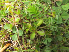 Gonocarpus aggregatus