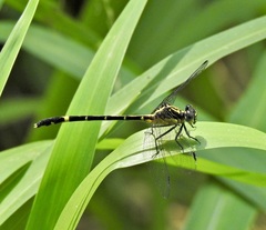 Austrogomphus prasinus