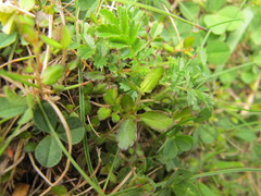 Gonocarpus aggregatus