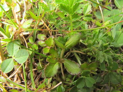 Gonocarpus aggregatus