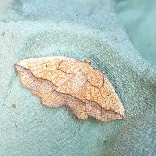 Bordered Beauty, 1797 SL Den Hoorn Texel, Nederland, photo 9 of 10