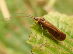 Limnephilus auricula