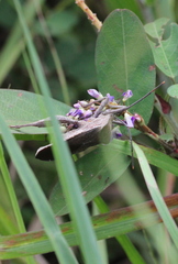 Anoplocnemis phasianus