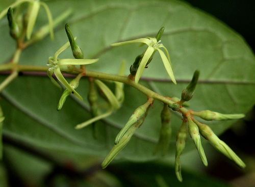 Oncinotis tenuiloba image