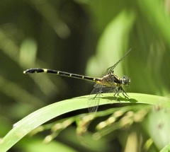 Austrogomphus prasinus