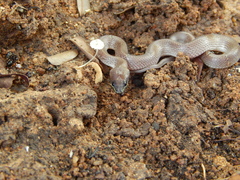 Lycodon anamallensis