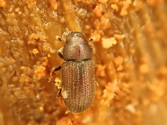 Hylurgops palliatus