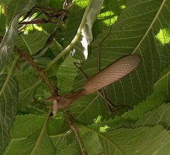 Hierodula membranacea