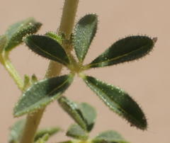Cleome foliosa lutea
