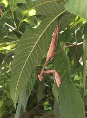 Hierodula membranacea