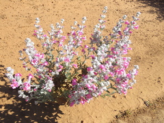 Dasymalla terminalis