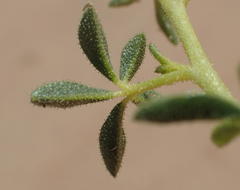 Cleome foliosa lutea