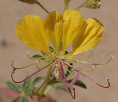 Cleome foliosa lutea
