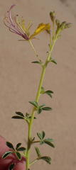 Cleome foliosa lutea
