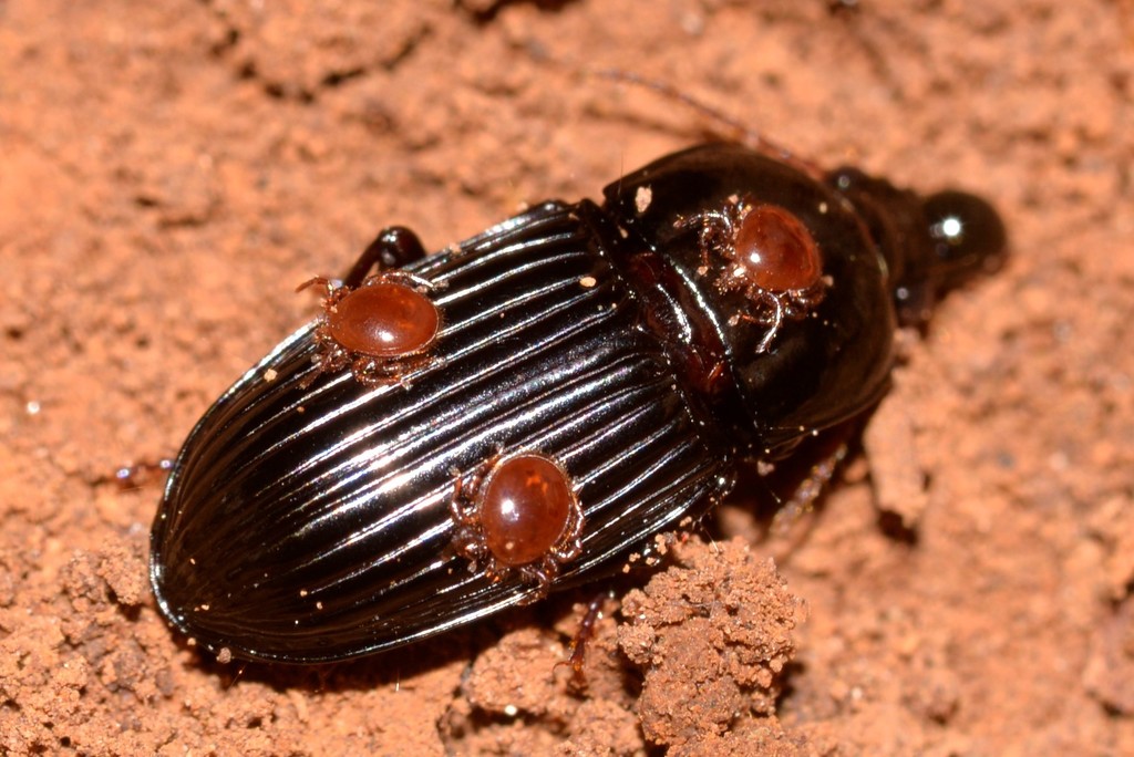 Promegistidae