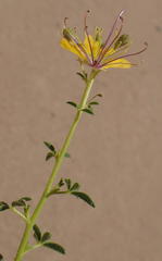 Cleome foliosa lutea