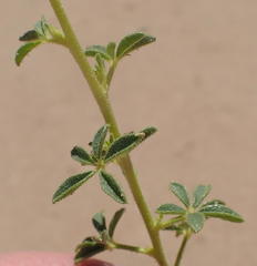 Cleome foliosa lutea