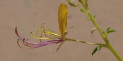 Cleome foliosa lutea