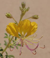 Cleome foliosa lutea