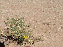 Cleome foliosa lutea