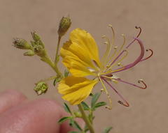 Cleome foliosa lutea
