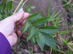 Wisteriopsis reticulata