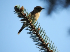 Saxicola maurus