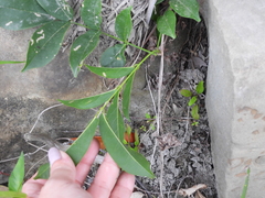 Wisteriopsis reticulata