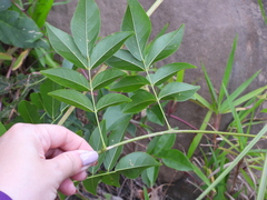 Wisteriopsis reticulata