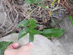 Wisteriopsis reticulata