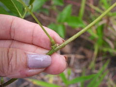 Wisteriopsis reticulata
