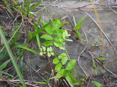 Wisteriopsis reticulata