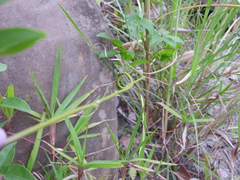 Wisteriopsis reticulata