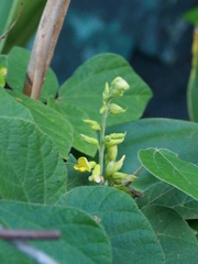 Rhynchosia volubilis