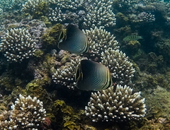 Chaetodon triangulum