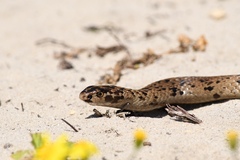 Pseudonaja affinis affinis