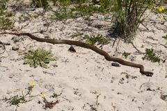 Pseudonaja affinis affinis