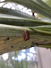 Arachnographa micrastrella