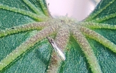 Berytidae