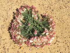 Lechenaultia macrantha