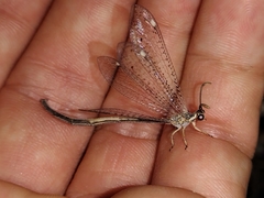 Clathroneuria coquilletti