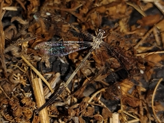 Clathroneuria coquilletti