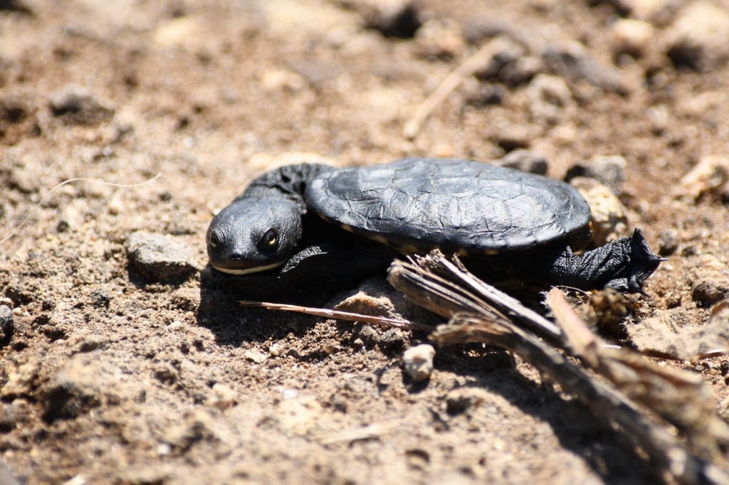 Southwestern snake-necked turtle from Rockingham Lakes Regional Park ...