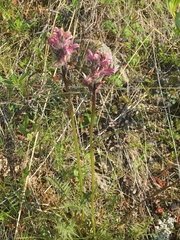 Pedicularis sudetica interior