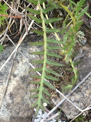 Pedicularis sudetica interior
