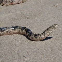 Hydrophis elegans
