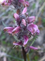 Pedicularis sudetica interior