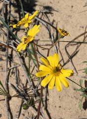 Osteospermum dentatum