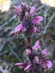 Pedicularis sudetica interior